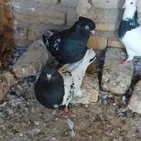 کبوتر نر ماده کله سیاه با یک جوجه|پرنده|آشخانه, |دیوار