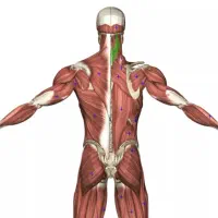 آموزش 0 تا 100 ماساژ