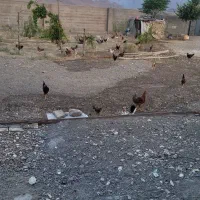 خروس محلی