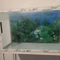 آکواریوم  سالم