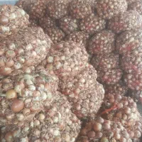 گل زینتی دونه۱۸۰هزار|گل و گیاه طبیعی|اصفهان, بوستان ناژوان|دیوار