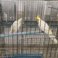 عروس هلندی|پرنده|آران و بیدگل, |دیوار