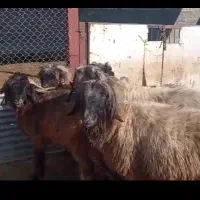 قوچ و بره قوچ