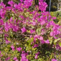 باغ تالار نامزدی عقد عروسی تولد همایش و اجتماعات|خدمات پذیرایی، مراسم|ورامین, ورامین|دیوار