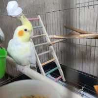 عروس هلندی ماده ۱۳۰۰|پرنده|سقز, |دیوار