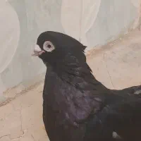 صرب|پرنده|امیدیه, |دیوار