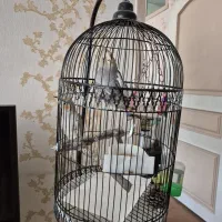 عروس هلندی|پرنده|مشهد, خرمشهر|دیوار