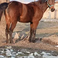 مادیون کورد