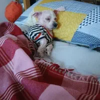 سگ شیتزو گم شده