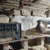 کبوتر کوله ایی|پرنده|هیرمند, |دیوار