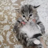 بچه گربه پرشین میکس 2 ماهه|گربه|ارومیه, |دیوار