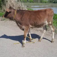 گوساله ماده جرسی لیشه گاو