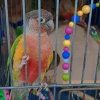 یک جفت طوطی گیرینچیک