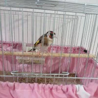 پرنده سهره اهلی نر|پرنده|تبریز, |دیوار