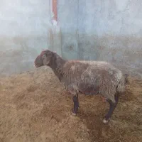 گوسفند