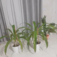 فروش گل|گل و گیاه طبیعی|مرودشت, فاز دوم شهرک فرهنگیان|دیوار