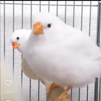 حراج فنچ مولد سفید اروپایی ب شرط مولد