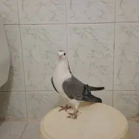 کبوتر درگیر سینه دم پاک نر