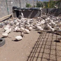 مرغ شاخدار