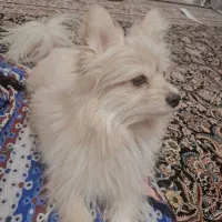 سگ پامر|سگ|رفسنجان, |دیوار