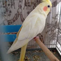 عروس هلندی لوتینو مولد دستی