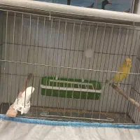 یک عدد قنارینر اماده جفت