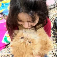 گربه گارفیلدی پرشین سوپر فلت همه چیز فهم باهوش