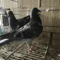 ۲ عدد جوجه پلاکی|پرنده|امیدیه, |دیوار