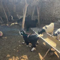 فروش کهره