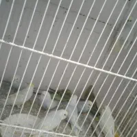 مرغ عشق|پرنده|بیرجند, |دیوار