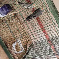 (عروس هلندی) (فنچ)