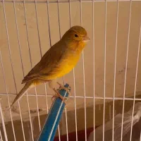 قناری نرآواز خوان ویک سهره خاکی