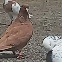 یک عدد زرد نر با ۳ عدد طوقی پرشی