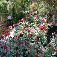 گل رز هلندی گل درشت