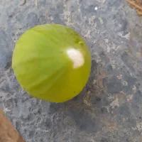 شیره انجیر نارس