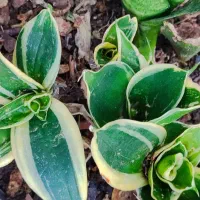 گلهای آپارتمانی/حراج|گل و گیاه طبیعی|لاهیجان, گلستان|دیوار