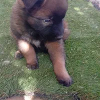 سگ مالینویز