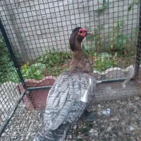 اردک اسرائیلی رنگ خاص کوکو