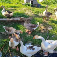 سه عدد غاز بالغ