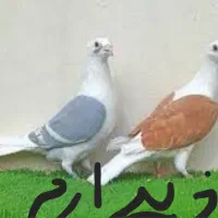 خ. این مدل کفتر