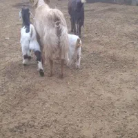دو رس بز زایده|حیوانات مزرعه|مشهد, شهرک شهید باهنر|دیوار