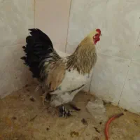 خروس برهما|حیوانات مزرعه|قم, ولیعصر|دیوار