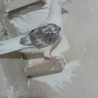 دوتا کبوتر  پرشی نر