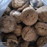 گردو بجنورد