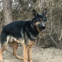 سگ ژرمن ورک نر