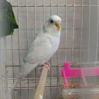 یک جفت مرغ عشق با قفس و تجهیزات کامل