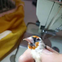 جوجه متولد قفس زیر دهن|پرنده|همدان, |دیوار