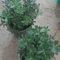 حراج پاییزه|گل مصنوعی|لردگان, |دیوار