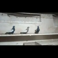 سینه|پرنده|شیراز, سیاه سنگ|دیوار