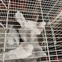 کفتر هودی پاکستانی|پرنده|مشهد, آبکوه|دیوار